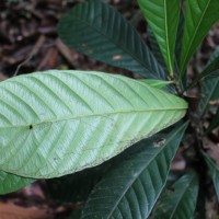 Agrostistachys borneensis Becc.